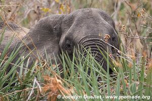 Parc national de Liwonde - Malawi