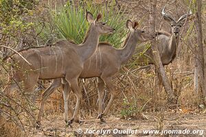 Parc national de Liwonde - Malawi