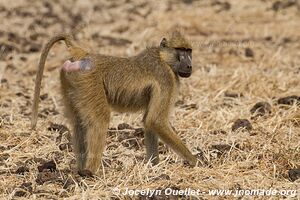 Liwonde National Park - Malawi