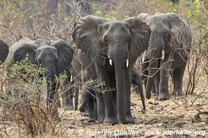 Liwonde National Park - Malawi