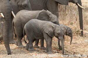 Parc national de Liwonde - Malawi