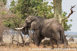 Liwonde National Park - Malawi