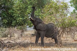 Liwonde National Park - Malawi