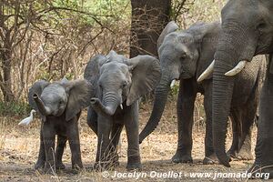 Liwonde National Park - Malawi