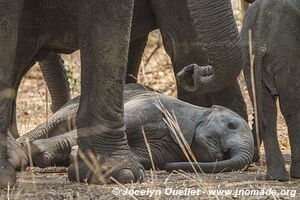 Parc national de Liwonde - Malawi