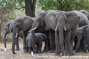 Parc national de Liwonde - Malawi