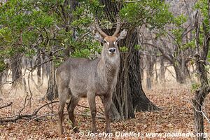 Parc national de Liwonde - Malawi