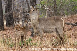 Parc national de Liwonde - Malawi