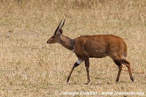 Parc national de Liwonde - Malawi