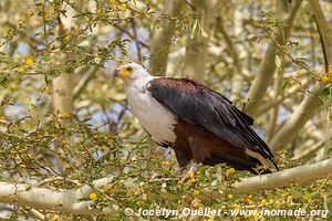 Parc national de Liwonde - Malawi