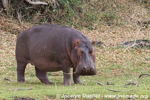 Parc national de Liwonde - Malawi