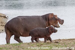 Liwonde National Park - Malawi