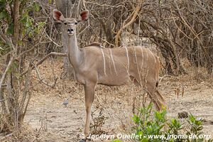 Liwonde National Park - Malawi