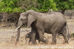 Liwonde National Park - Malawi