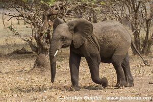 Parc national de Liwonde - Malawi