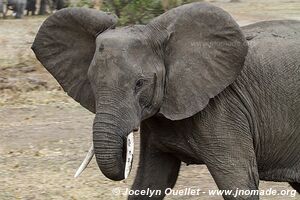 Parc national de Liwonde - Malawi