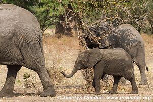 Liwonde National Park - Malawi