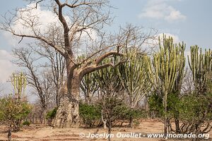 Liwonde National Park - Malawi