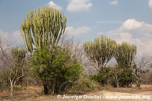 Parc national de Liwonde - Malawi