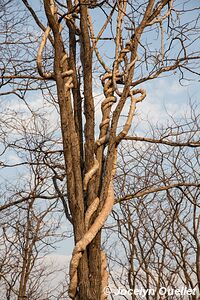 Parc national de Liwonde - Malawi