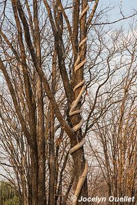 Parc national de Liwonde - Malawi