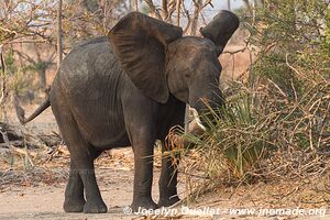 Liwonde National Park - Malawi