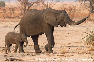 Liwonde National Park - Malawi