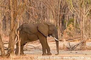 Parc national de Liwonde - Malawi