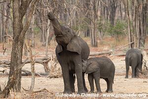 Parc national de Liwonde - Malawi