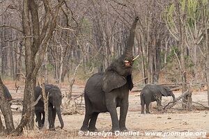 Parc national de Liwonde - Malawi