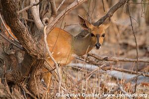 Parc national de Liwonde - Malawi