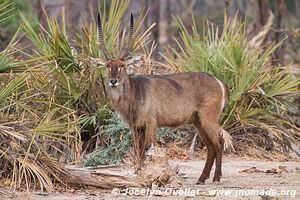 Parc national de Liwonde - Malawi