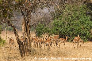 Lengwe National Park - Malawi