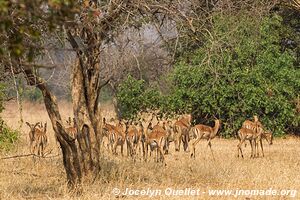 Parc national de Lengwe - Malawi