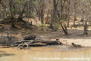 Parc national de Lengwe - Malawi