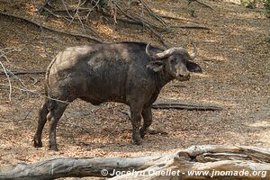 Lengwe National Park - Malawi