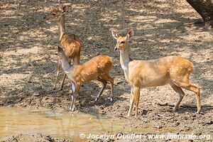 Lengwe National Park - Malawi