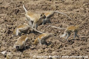 Lengwe National Park - Malawi