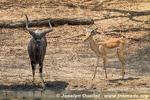 Parc national de Lengwe - Malawi