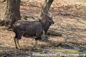 Lengwe National Park - Malawi