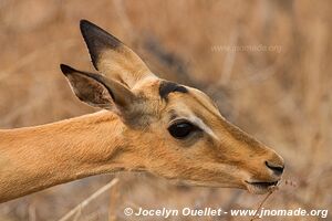 Majete Wildlife Reserve - Malawi