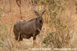 Réserve faunique de Majete - Malawi