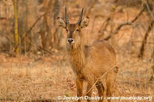 Majete Wildlife Reserve - Malawi