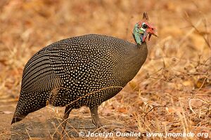 Majete Wildlife Reserve - Malawi