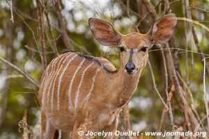 Majete Wildlife Reserve - Malawi