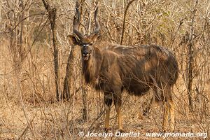 Réserve faunique de Majete - Malawi