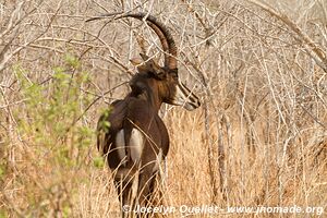 Réserve faunique de Majete - Malawi