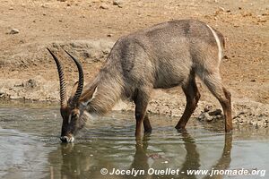 Majete Wildlife Reserve - Malawi