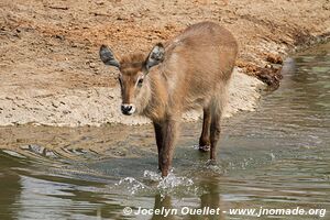 Majete Wildlife Reserve - Malawi