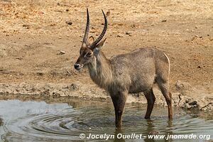 Majete Wildlife Reserve - Malawi